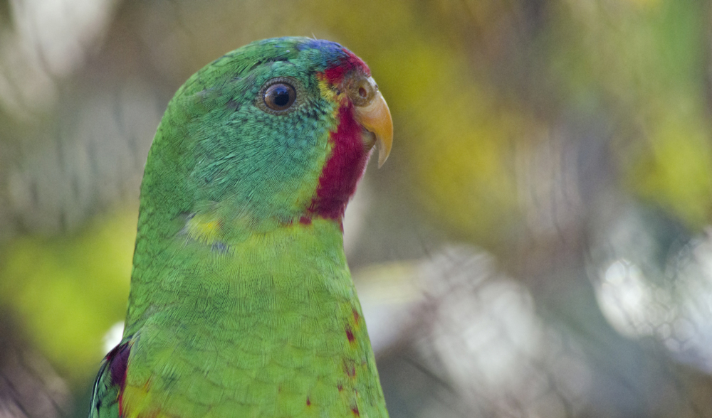 STEAM to Fuel Your Weekend - Swift Parrot