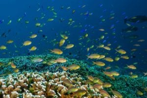 STEAM to Fuel Your Weekend - Tubbataha Reef